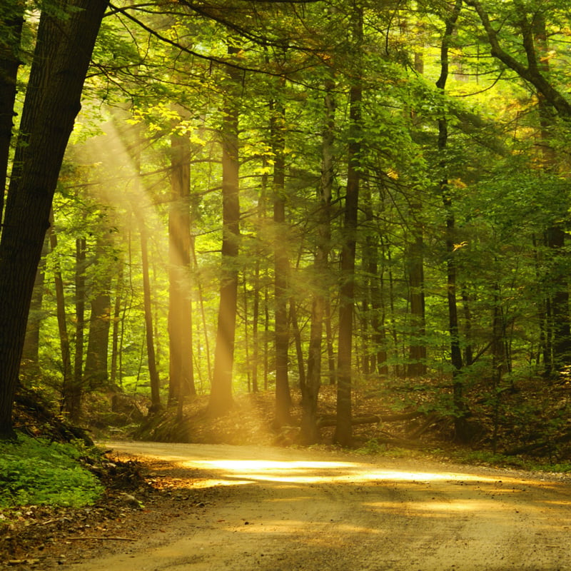 green woods and sunlight coming through the branches