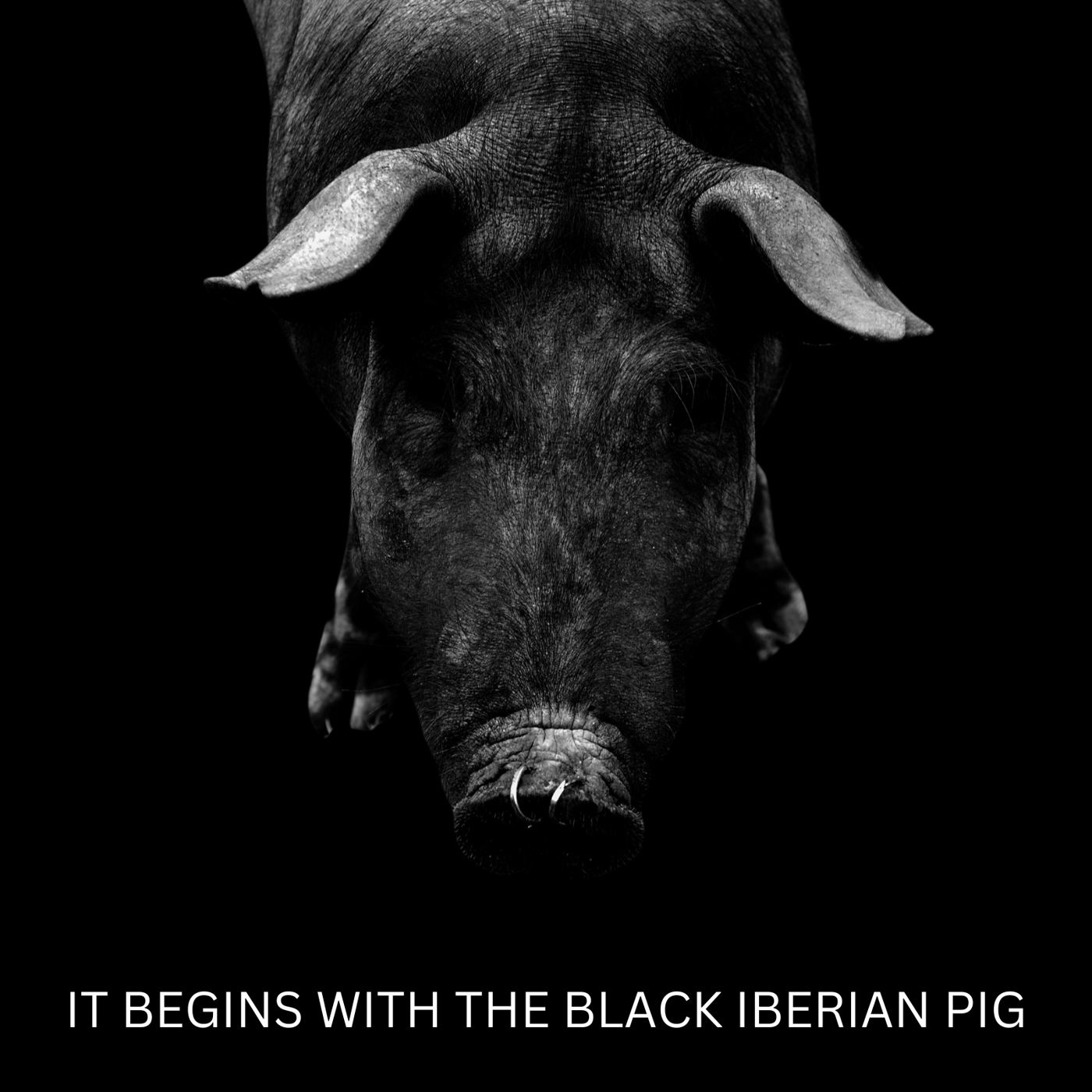 Iberian pig